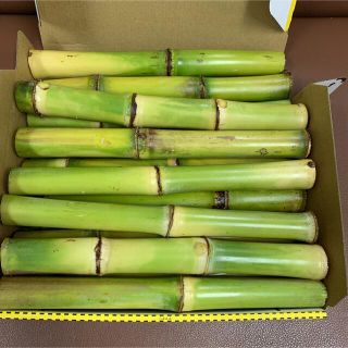 宮古島産さとうきび ・無農薬 (長さ25cm前後)(野菜)