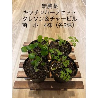 無農薬キッチンハーブセット クレソン＆チャービル　苗　小　4株　（各2株）(プランター)