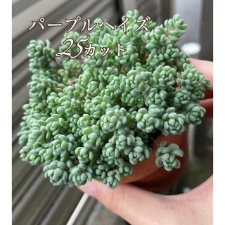 多肉植物 パープルヘイズ 25カット(プランター)