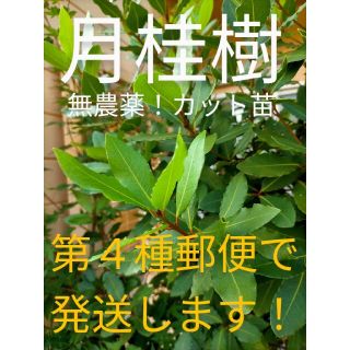 無農薬✿月桂樹ローリエ　カット苗✿(その他)