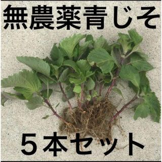 お試し価格青じそ(野菜)