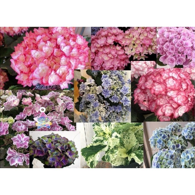 激レア☆大人気ブランドアジサイ挿し穂3本セット＋おまけ　紫陽花挿し穂　苗 ハンドメイドのフラワー/ガーデン(プランター)の商品写真