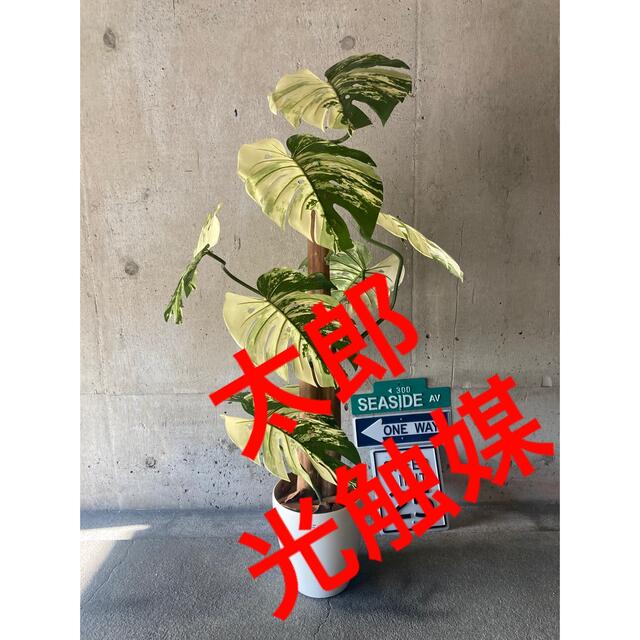 光触媒 人工観葉植物 ウォールグリーン フェイク フラワー 光触媒 人工観葉植物 ウォールグリーン フェイク フラワー