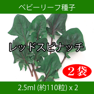 ベビーリーフ種子 B-41 レッドスピナッチ 2.5ml 約110粒 x 2袋(野菜)