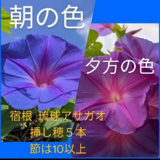 myu様    琉球アサガオ 宿根(その他)