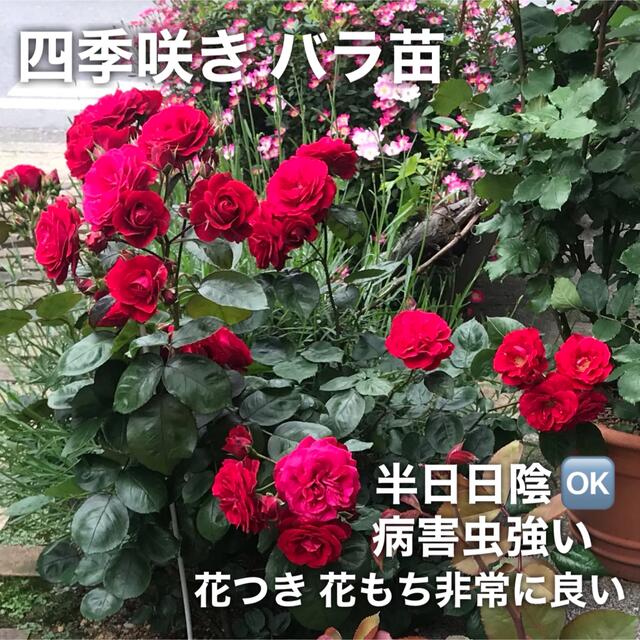 四季咲きバラ苗 薔薇苗 挿し木苗 中輪の通販 by さーちゃん's shop｜ラクマ
