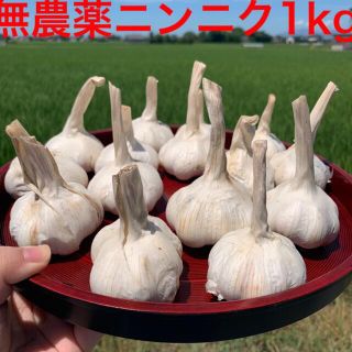 無農薬乾燥済み新ニンニク1KG(野菜)