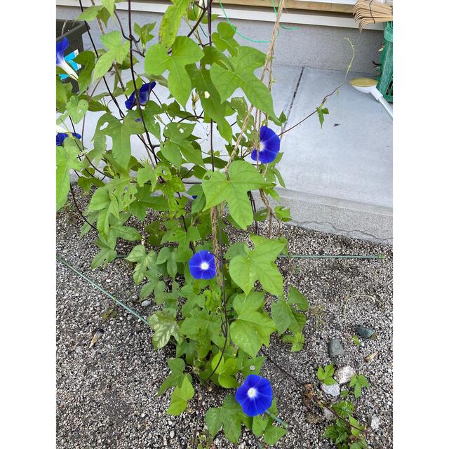 朝顔の種　30粒＋5粒　群青色 ハンドメイドのフラワー/ガーデン(その他)の商品写真