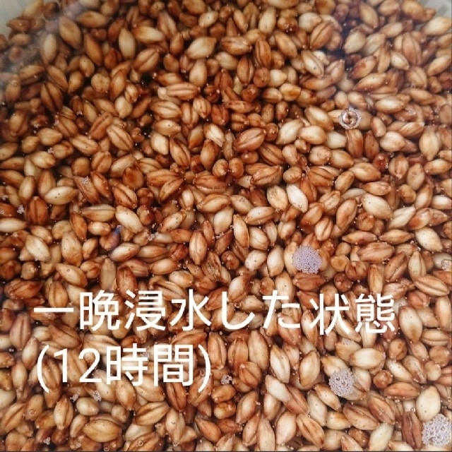 令和3年産 ダイシモチ 玄麦 食品/飲料/酒の食品(米/穀物)の商品写真