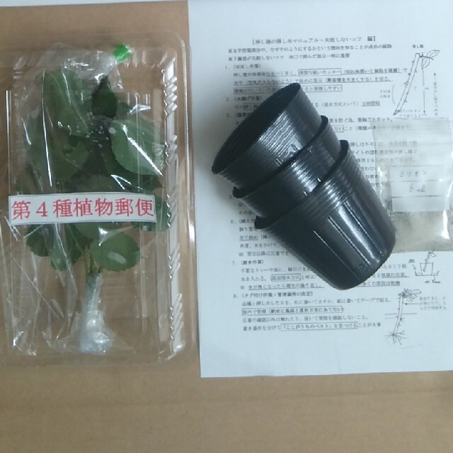 薔薇挿し木苗用　モーリスユトリロ　挿し穂 ハンドメイドのフラワー/ガーデン(その他)の商品写真