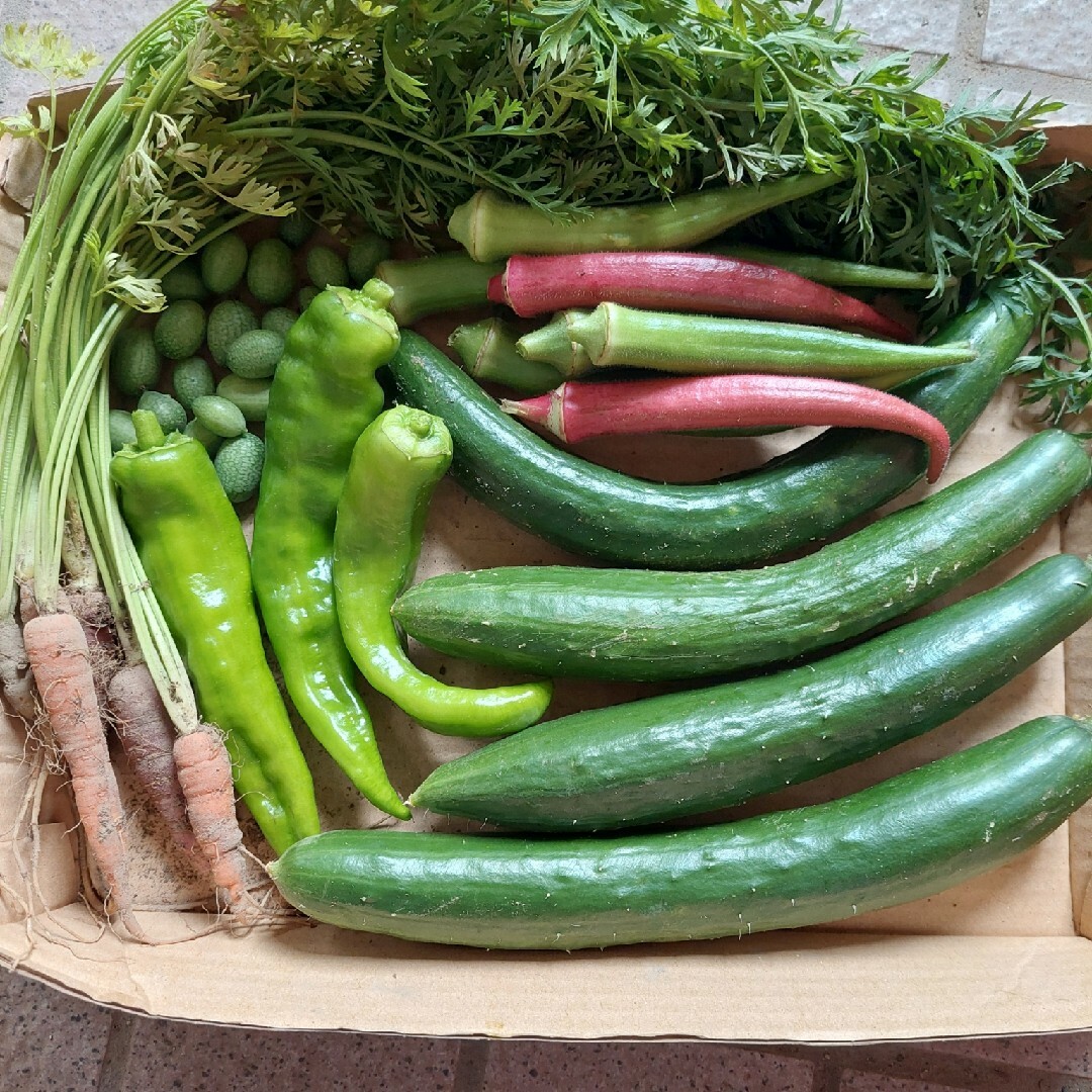 【5/3更新‼️】野菜の生育状況の確認・お知らせ用 食品/飲料/酒の食品(野菜)の商品写真