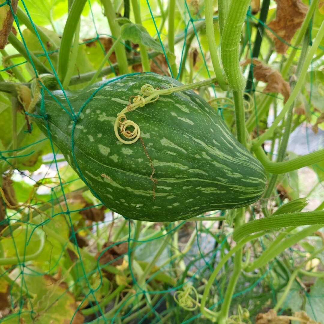 【5/3更新‼️】野菜の生育状況の確認・お知らせ用 食品/飲料/酒の食品(野菜)の商品写真