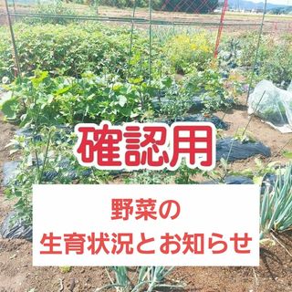 【3/19更新‼️】野菜の生育状況の確認・お知らせ用(野菜)