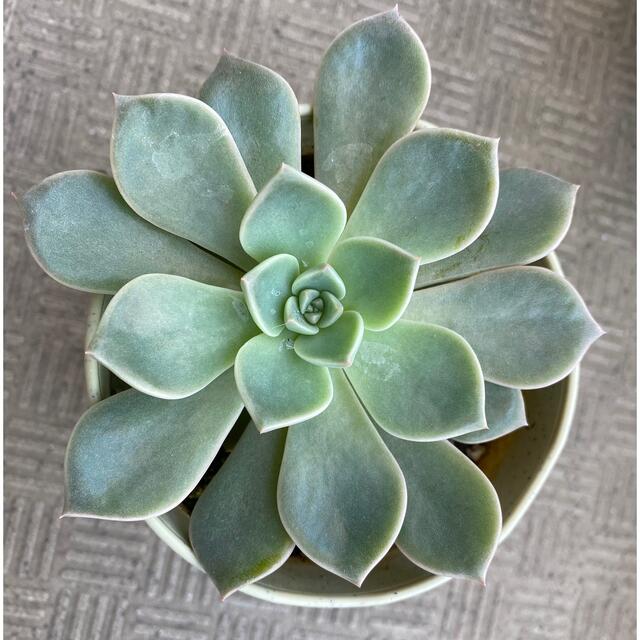 多肉植物 エケベリア エレガンス カット苗 1個の通販 by 多肉植物 エケベリア エレガンス カット苗 1個の通販 by