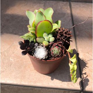 多肉植物　寄せ植え(その他)