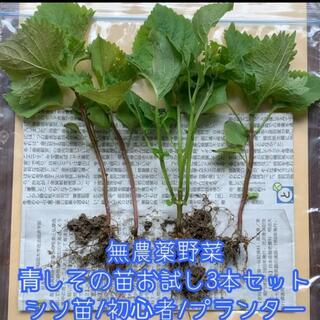 無農薬野菜＊青しそ/大葉の苗＊3本＋予備1本＊シソ＊初心者向け＊プランター＊(野菜)