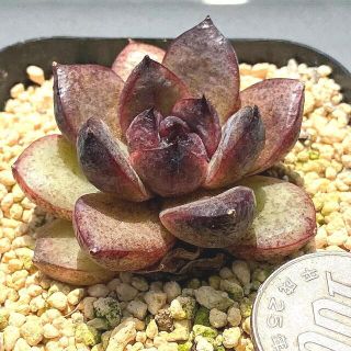 特価‼️韓国苗‼️多肉植物 エケベリア ブラックローズ (黒薔薇）カット苗８(その他)