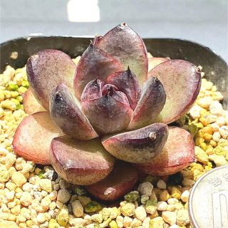 特価‼️韓国苗‼️多肉植物 エケベリア ブラックローズ (黒薔薇）カット苗９(その他)