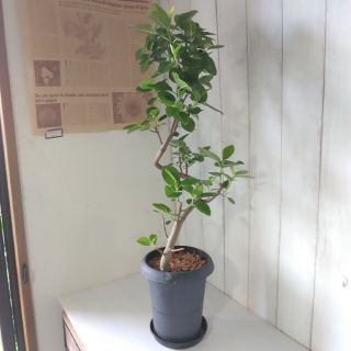 不二子様専用‼️①フランスゴム曲がり&高級セラアート白鉢植え替え(その他)