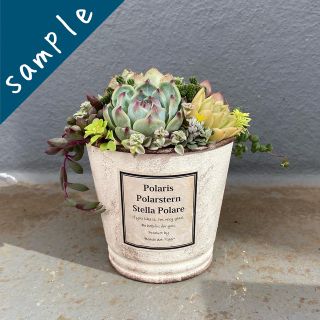 《sample》多肉植物　寄せ植え　水密桃　ベルバラロンギシマ　エケベリア(その他)