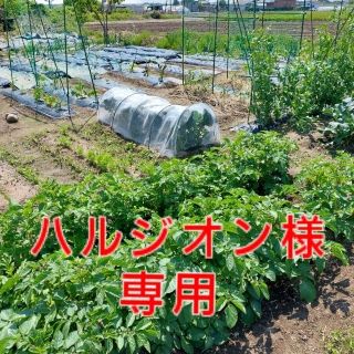 ハルジオン様専用★野菜詰め合わせBOX(野菜)