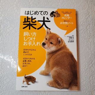 はじめての柴犬(犬)