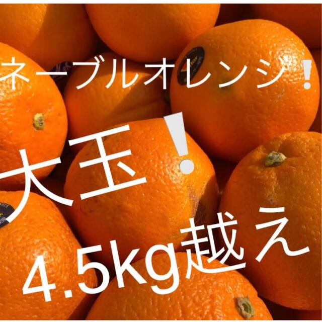 ネーブルオレンジ　大玉　4.5kg越え 食品/飲料/酒の食品(フルーツ)の商品写真
