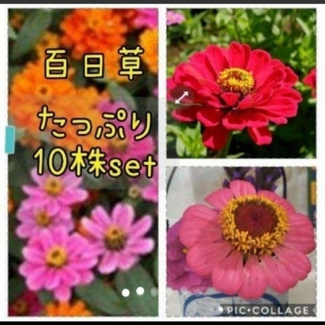 百日草  花苗 10本 セット ハンドメイドのフラワー/ガーデン(その他)の商品写真