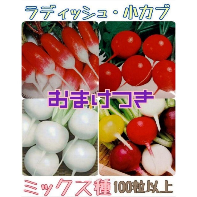 まき時 カラフルラディッシュ 小かぶ 家庭菜園 プランター 野菜種 食品/飲料/酒の食品(野菜)の商品写真