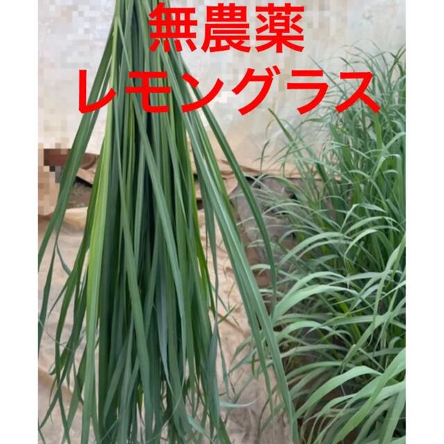 完全無農薬レモングラス100g