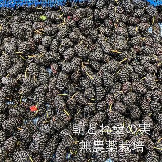 朝採れ 瀬戸内ブランド桑の実1000g 月曜収穫(フルーツ)