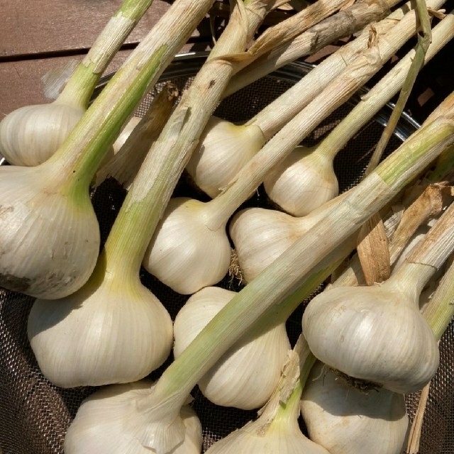 無農薬　自家栽培　ニンニク1kg 食品/飲料/酒の食品(野菜)の商品写真