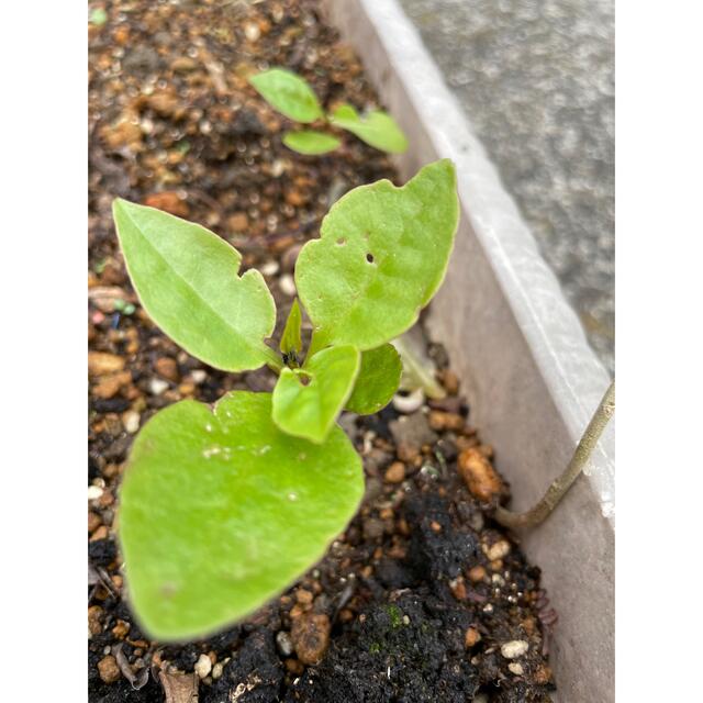 今が植えどき！おかわかめ 根芽 4個 食品/飲料/酒の食品(野菜)の商品写真