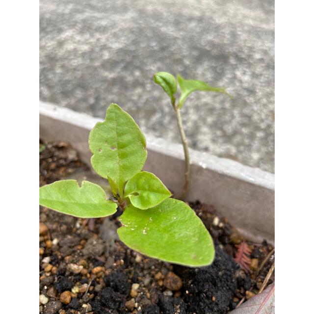 今が植えどき！おかわかめ 根芽 4個 食品/飲料/酒の食品(野菜)の商品写真