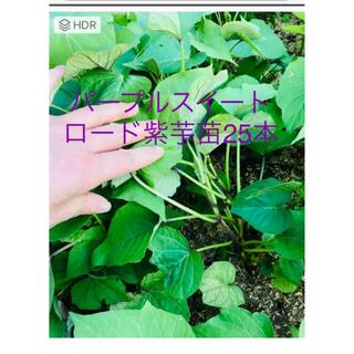 パープル紫芋苗25本(野菜)