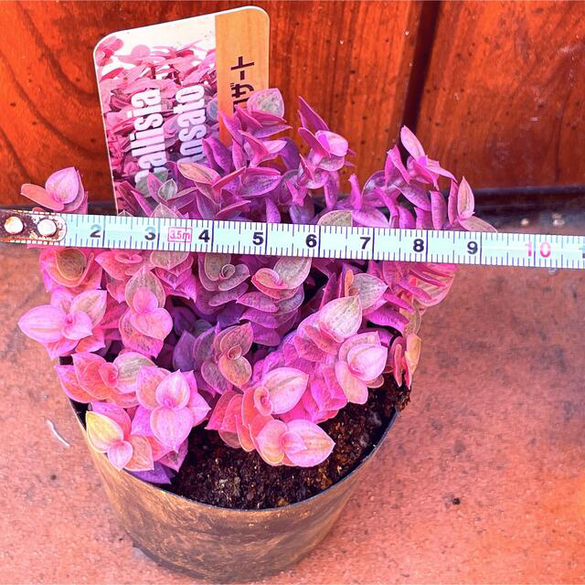 【CR75 E28】ピンク！カリシアロザート　2.5号　抜き苗　 ハンドメイドのフラワー/ガーデン(その他)の商品写真
