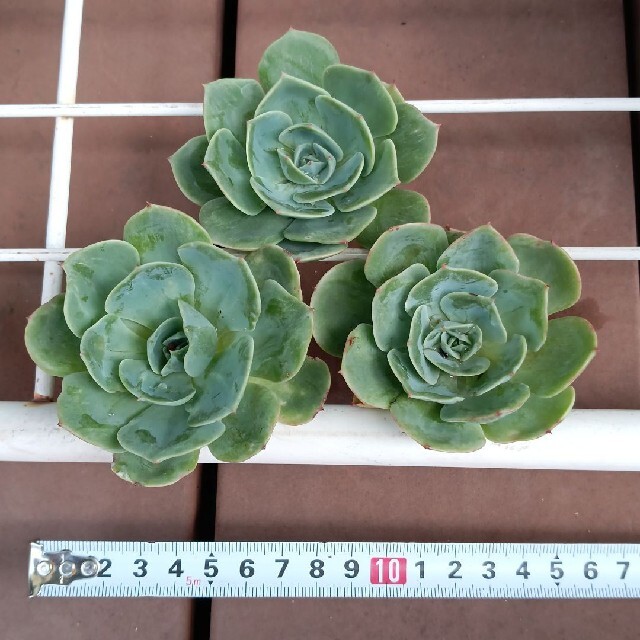 七福神　多肉植物 ハンドメイドのフラワー/ガーデン(プランター)の商品写真