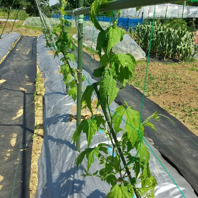 新鮮野菜 10種類の乾燥野菜おまかせMIX 100g×1袋 簡単お手軽超便利 食品/飲料/酒の食品(野菜)の商品写真