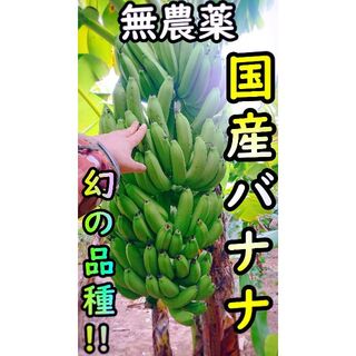 【農薬・化学肥料不使用】国産バナナ!1.1kg+安納芋400g 【種子島産】(フルーツ)