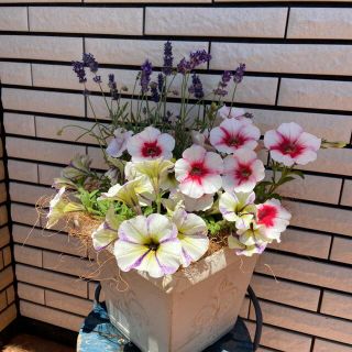 夏の間も咲く♡もりもりペチュニアの寄せ植え(プランター)