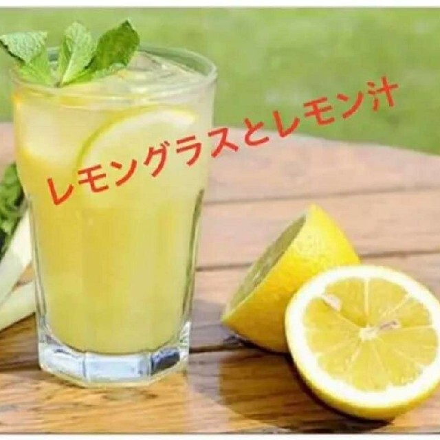 紫レモングラス苗１２本最高の香り 食品/飲料/酒の食品(野菜)の商品写真