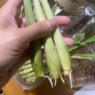 紫レモングラス苗１２本最高の香り(野菜)