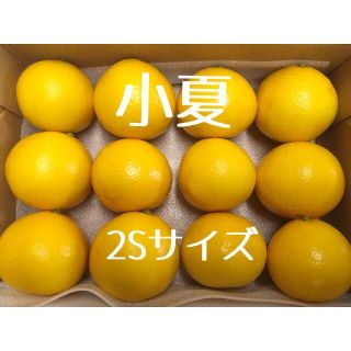 温室小夏 2Sサイズ 12玉 高知県産 ゆうパケットプラス(フルーツ)