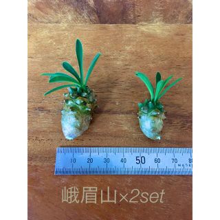 峨眉山  ×2セット　ユーフォルビア　蘇轍キリン ソテツ麒麟　多肉植物(その他)