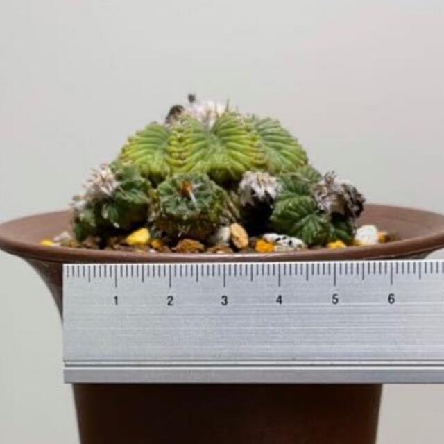 サボテン 花籠 サボテン 花籠