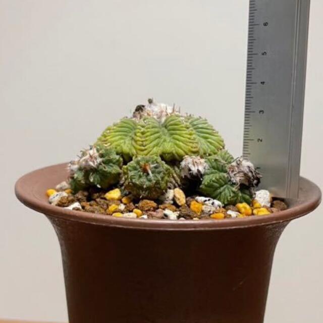 サボテン 花籠 サボテン 花籠