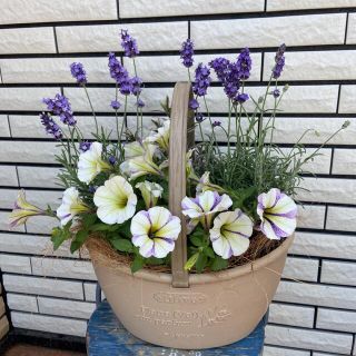 ペチュニアとラベンダーのナチュラルな寄せ植え♡(プランター)