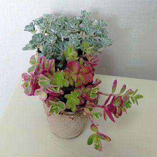 多肉植物2種 抜き苗(その他)