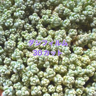 多肉植物 ダシフィルム カット苗 30本(その他)