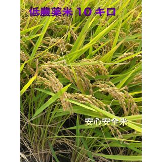 低農薬 令和3年産 あきさかり玄米１０キロ(米/穀物)